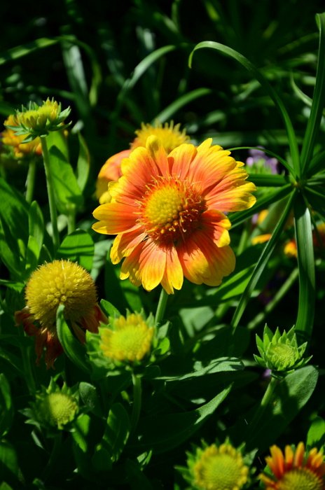 Gaillardia aristata 'Arizona abricot'